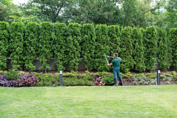 Best Arborist Consultation Services  in USA